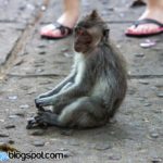 Nusa Dua Bali Trip (Part 3) – Monkey Forest Sanctuary, Batuan Temple & Cock Fighting